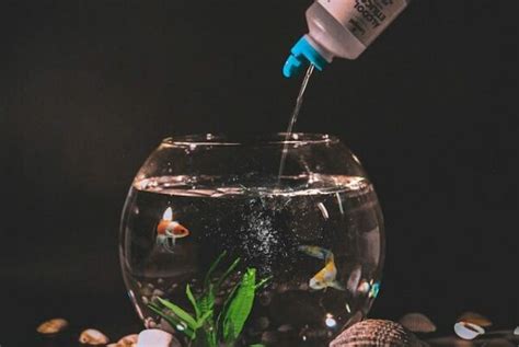 懶人養魚|不只一只魚